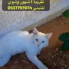 هملايا قولد للتبني