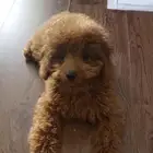 كلبه بودل انثى عمرها 4 شهور poodle female 4 months