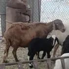نعجه سواكنيه فاخره بريه