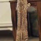 قطة بنغال بيور انثى للبيع