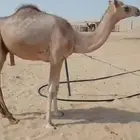 قعود مفرود الاب شاهين عابر