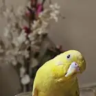 انثى بادجي لاتينو اليف 5 شهور للبيع
