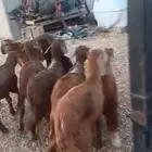 سواكن مرابي