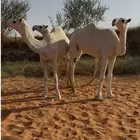 ثلاث بكار حقايق