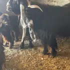 جذع عارضي كفو صنف معرف تعريف قوي