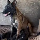 جرو مالينو جيرمن