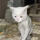 قط ذكر