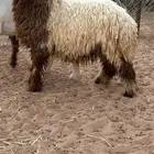 طليان نعيم بلدي طيبه