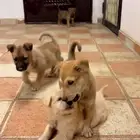 كلاب جيرمن.