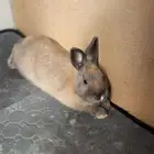 ارنب نذرلاند قزم