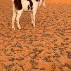 جفار مقنوي صنف