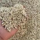 بذور شعير بلدي سداسي