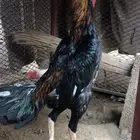 ديك شامو للبيع