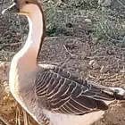 وز عراقي اصل للبيع