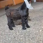 جذع فاخر كفو صنف معرف تعريف قوي
