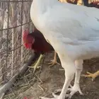 ديك صك ابيض كفو جرم