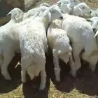 عدد 9خرفان حري