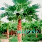 نخل واشنطني