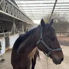 خيل انجليزي