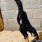 فرخ شامو الماني