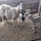نعجه متاومه