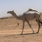 بكره مفروده