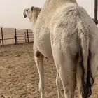 نافخ حايل ضحيه شرط