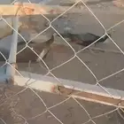 طاووس منتج