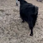 عنز طيبه دافع