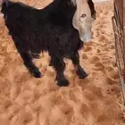 مشاريع فحول عوارض كفو عطر