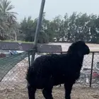 خروف جبر فل