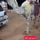 رحول ابل وضحاء سليمه