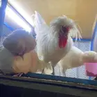 طقم بوليش ابيض صك