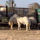 طليان مشاريع فحول صنف