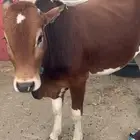 عجل للبيع 11 شهر