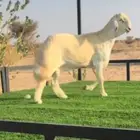 للبيع مشروع فحل حري صنف الصنف