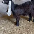 جذعه عارضيه كفو خصم الخصم
