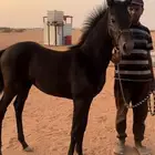 مهره شعبيه تنافس الواهو دهماء