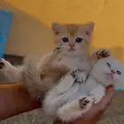 سكوتش فولد ستريت بيور