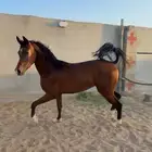 حصان مهر شعبي