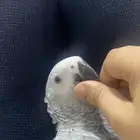 كاسكو