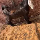 لأهل الزين تيس مشروع فحل عارضي كفو صنف