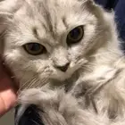 قطة للتبني