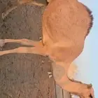 إبل