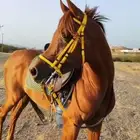 حصان عربي أصيل أشقر