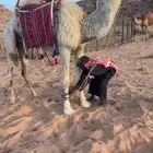 رحول ابل وضحا