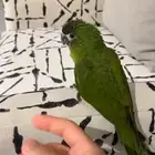 ميني مكاو