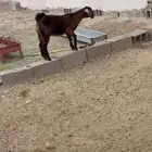 عنز صنف ثنيه