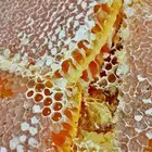 عسل سدره وسمره وعسل بغذاء الملكه اصلي ومضمون