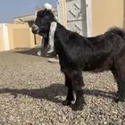 مشروع فحل عارضي صعب